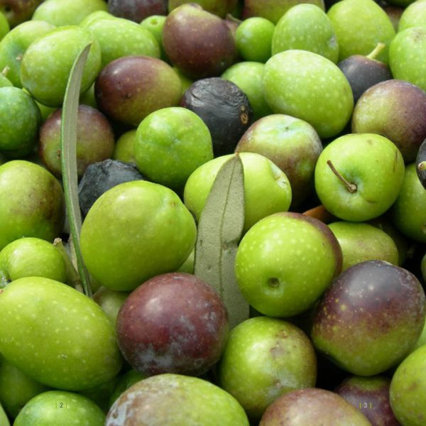 Morelli Olio e Aceto
